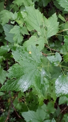 Puccinia caricina