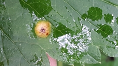 Puccinia caricina