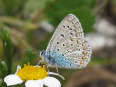 Polyommatus celina