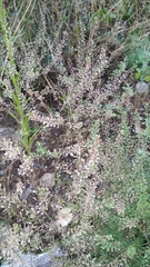 Lepidium ruderale