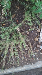 Lepidium ruderale