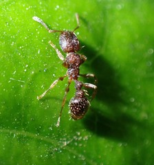 Tetramorium erectum