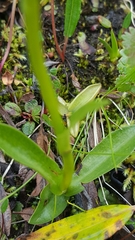 Pseudorchis straminea