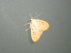 Tabidia strigiferalis