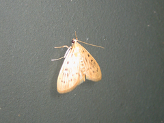 Tabidia strigiferalis