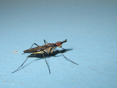 Stypocladius appendiculatus