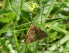 Pyrausta aerealis