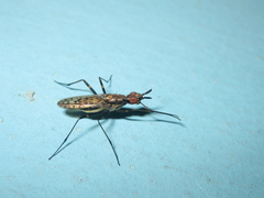 Stypocladius appendiculatus