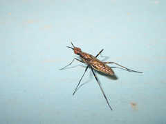 Stypocladius appendiculatus