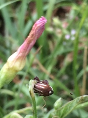 Sternuchopsis karelinii