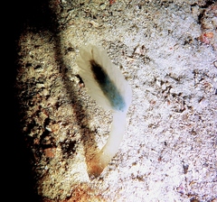 Aplousobranchia