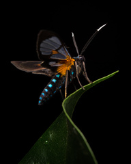 Cosmosoma centralis