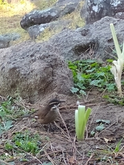 Cinclodes atacamensis