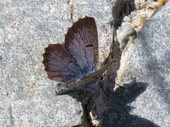 Pseudophilotes panoptes