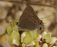 Satyrium favonius