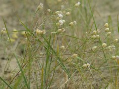 Centaurea protomargaritacea