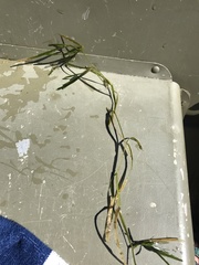 Potamogeton zosteriformis
