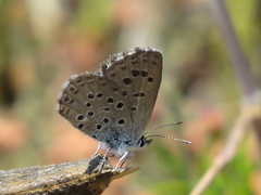 Pseudophilotes panoptes