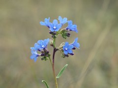 Anchusa gmelinii