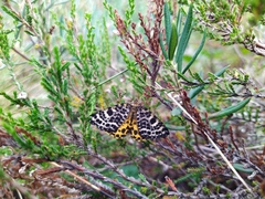 Arichanna melanaria