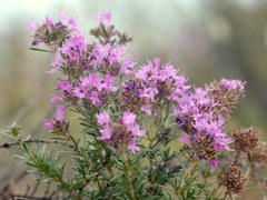 Thymus pallasianus