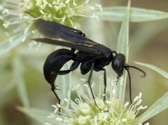 Agenioideus excisus