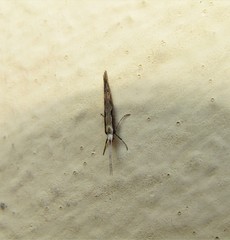 Plutella xylostella