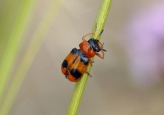 Coptocephala