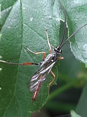 Ichneumonidae