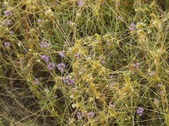 Cuscuta australis