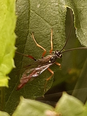 Ichneumonidae