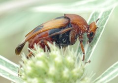 Macrosiagon bimaculata