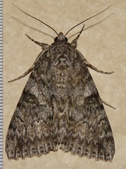 Catocala junctura