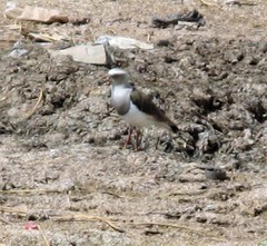 Vanellus resplendens