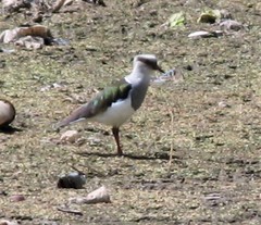 Vanellus resplendens