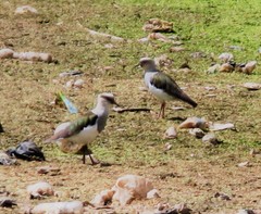 Vanellus resplendens