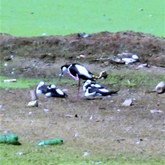 Himantopus mexicanus