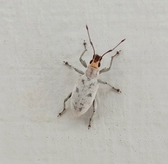 Myllocerus undecimpustulatus