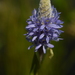 Pickerelweed - Photo (c) scotstewart, some rights reserved (CC BY-NC), uploaded by scotstewart