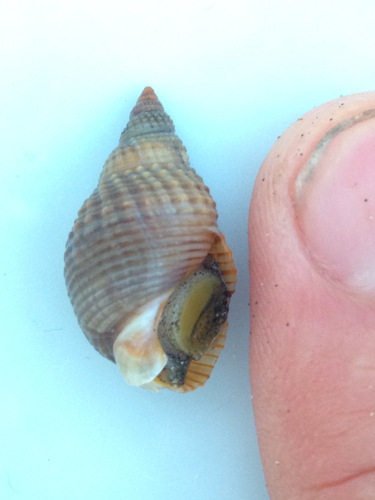 Caesia fossata