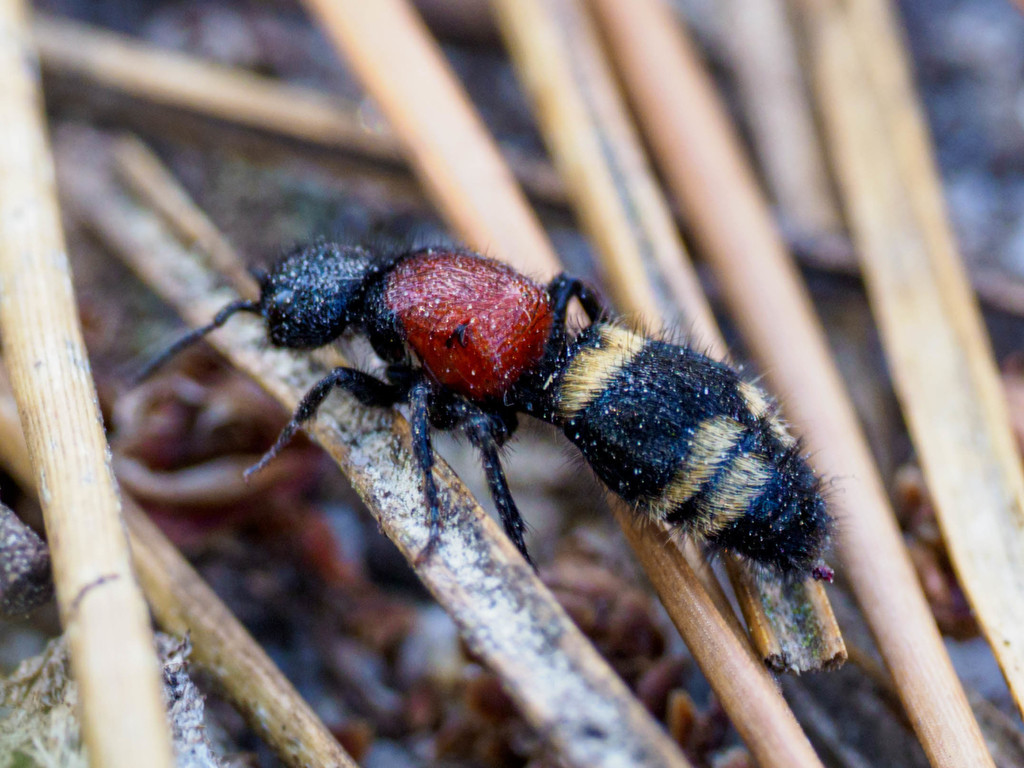 Large Velvet Ant