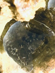 Lipophrys trigloides