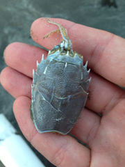 Blepharipoda occidentalis