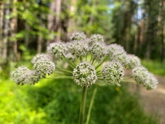 Angelica sylvestris