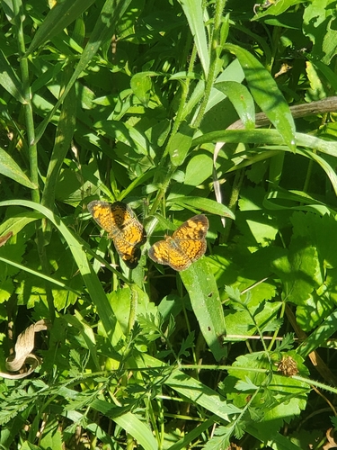 Pearl Crescent photographed in Illinois