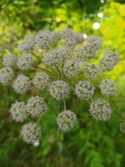 Angelica sylvestris
