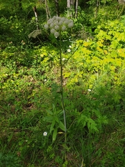 Angelica sylvestris