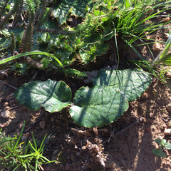 Pelargonium asarifolium