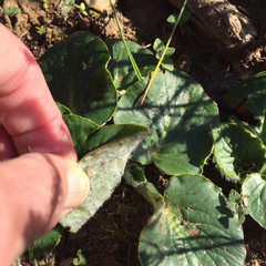 Pelargonium asarifolium