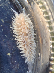 Aeolidia